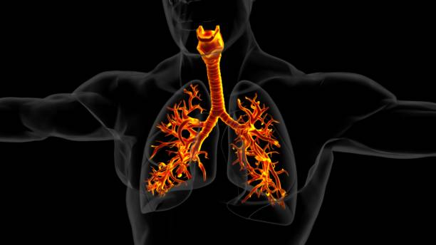 istock human lungs with trachea anatomy for medical concept 3D rendering 1494335510