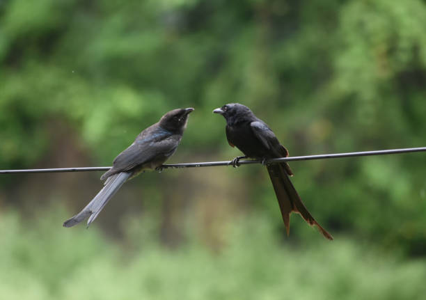 istock A black drongo bird feeding its baby. 1494335538