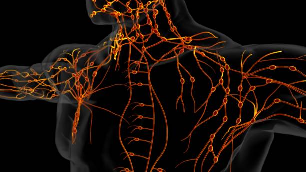 istock Human lymph nodes anatomy for medical concept 3D rendering 1494335543