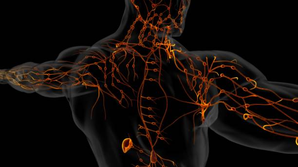 istock Human lymph nodes anatomy for medical concept 3D rendering 1494335552