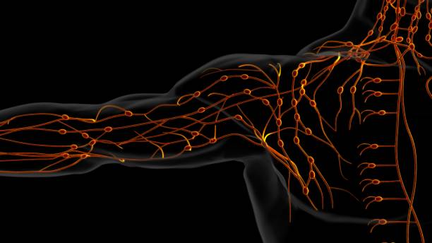 istock Human lymph nodes anatomy for medical concept 3D rendering 1494335576