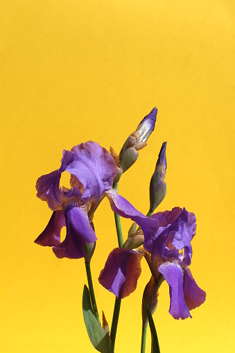 Beautiful iris flowers blooming on a yellow background.