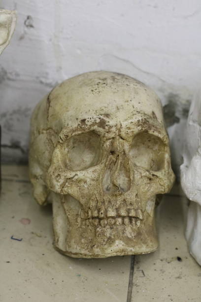 istock photo of a man's skull against a wall 1494335808