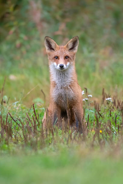 istock A young red fox in a forest near Kuhmo in Finland 1494337294
