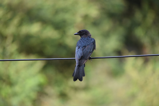 The black drongo (Dicrurus macrocercus) is a small Asian passerine bird of the drongo family