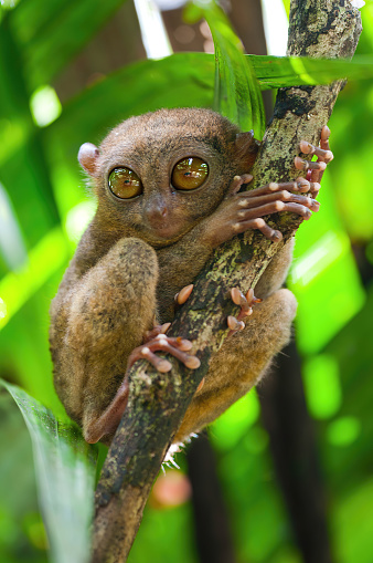 Tarsier portrait  in a forest at Bohol Island - Philippines