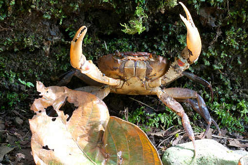 Sally Light-foot Crab, Grapsus grapsus, Puerto Egas, James Island, Isla Santiago, Santiago Island,  Galapagos Islands National Park, Ecuador. Crustacea, Arthropoda.