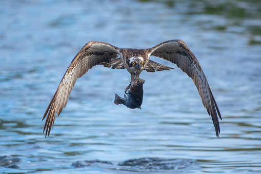 The Catch a hunting osprey, in flight with a caught fish in a lake in Northern Finland near kuusamo