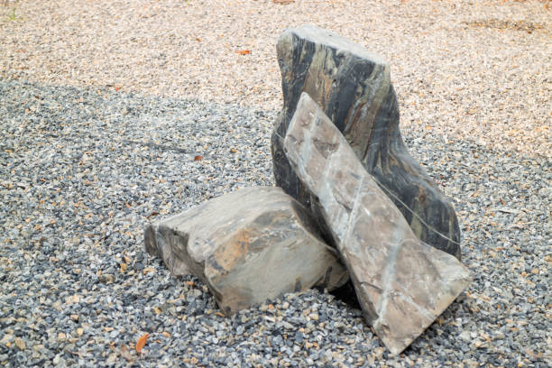 istock Olive tree in stone pebble garden 1494338056
