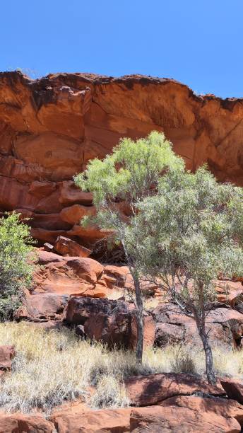 istock Absolute outback of the Northern Territory, Australia 1494339722