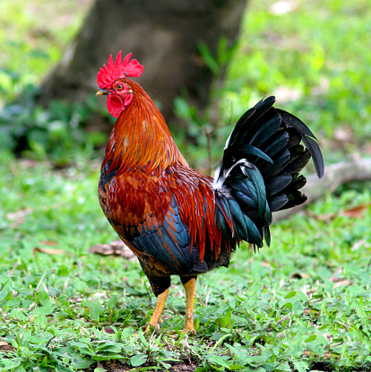 Rooster and cock are terms for adult male chicken, and a younger male may be called a cockerel. A male that has been castrated is a capon.