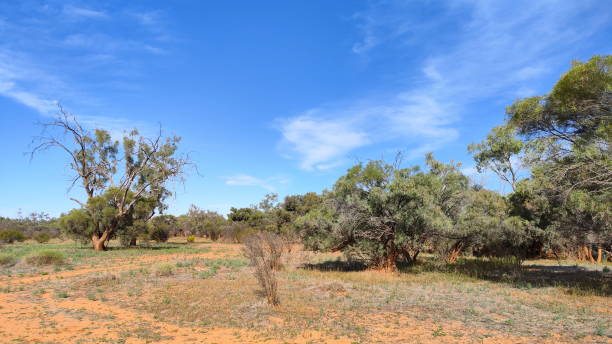 entlang des oodnadatta tracks in südaustralien - 11902 stock-fotos und bilder