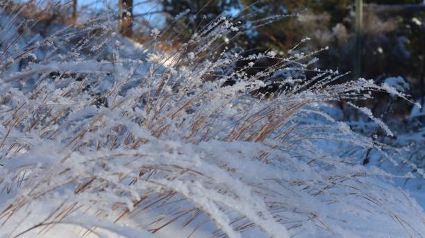 istock a bush with snow covering it next to some grass and trees 1494341368