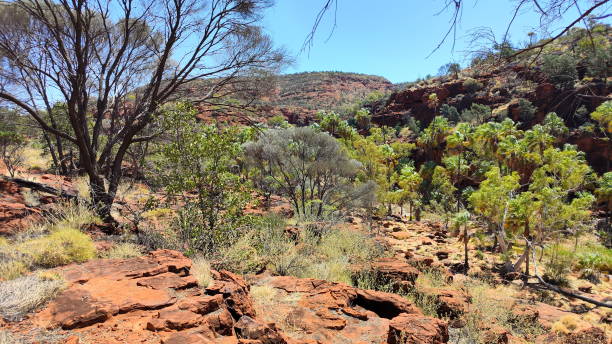 istock Absolute outback of the Northern Territory, Australia 1494341526