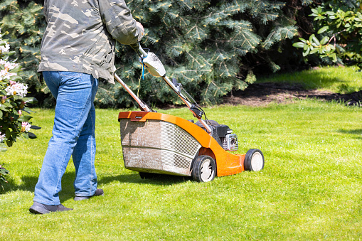 A gardener mows green grass with a petrol mower on a green lawn against the background of spruce trees in blur on a sunny day. Selective focus. Copy space.