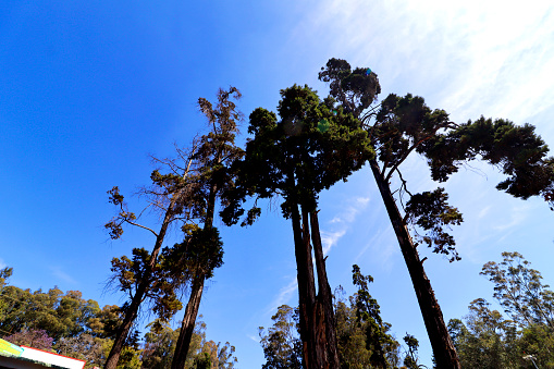Pine tree landscape directly below perspective view in Ooty, India beautiful landscape.