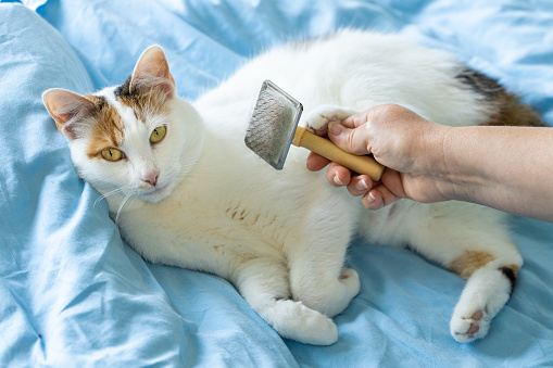 combing cat fur, Happy tricolor cat loving to be taken care of, pet combed on a blue quilt
