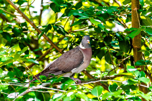 istock Dove in the branches of the tree 1494345474