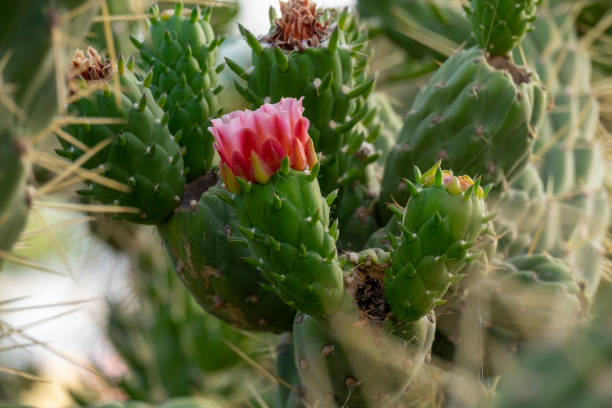 istock Prickly pear cactus close up with beutiful red flower, cactus spines. 1494345600
