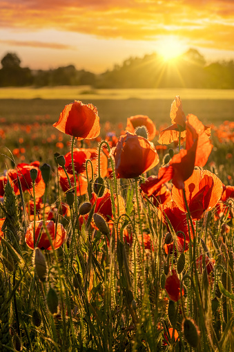 A field of poppies in the Danish countryside at sunset.