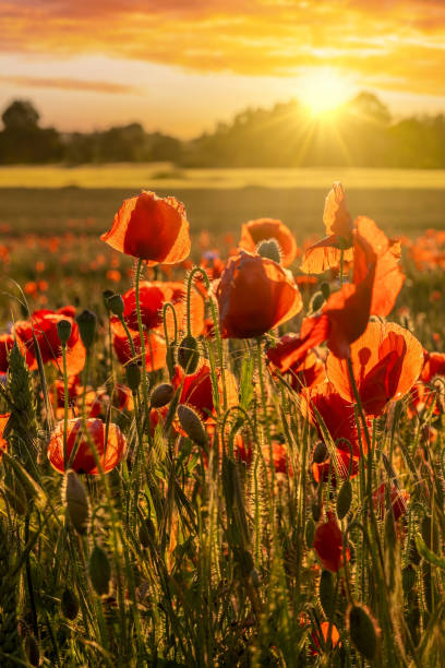 poppy field at sunset in the danish countryside - oriental poppy fotos imagens e fotografias de stock