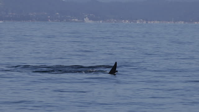 Orcas, Monterey, California