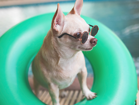 Portrait of brown short hair chihuahua dog wearing sunglasses standing  in  green  swimming ring or inflatable by swimming pool, lookig away. Pet sport or travel concept.