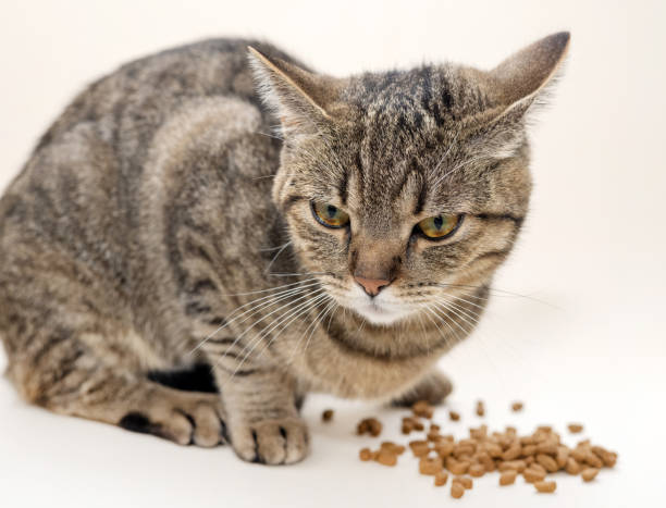 istock tabby cat eating dry food 1494347078