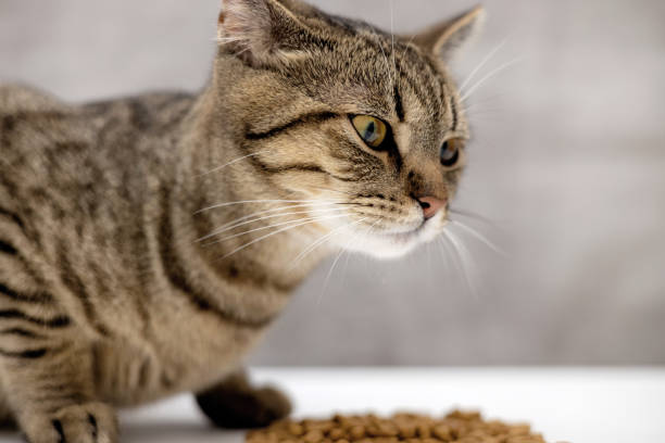 istock tabby cat eating dry food 1494347110