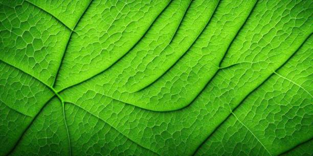 istock Macro texture of green leaf 1494347963