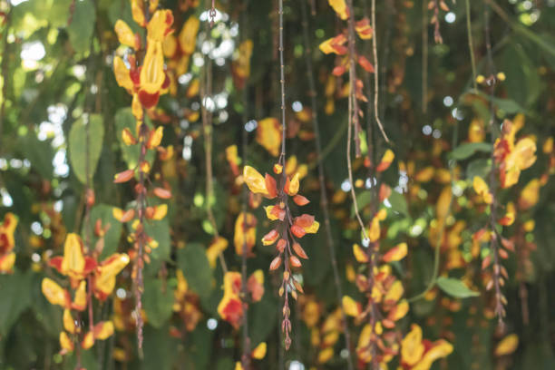 istock Hanging Flowers In Colombia 1 1494348006