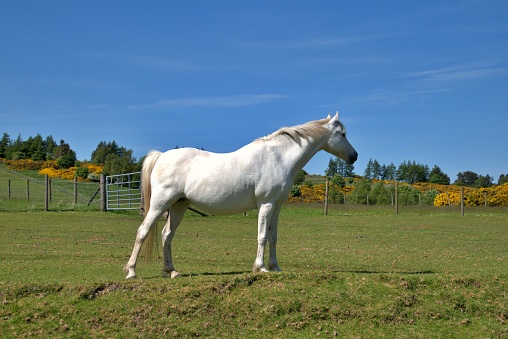 A picture of a single white horse standing on a meadow of a farm looking for something on the  side with yellow plants and a fence in the background