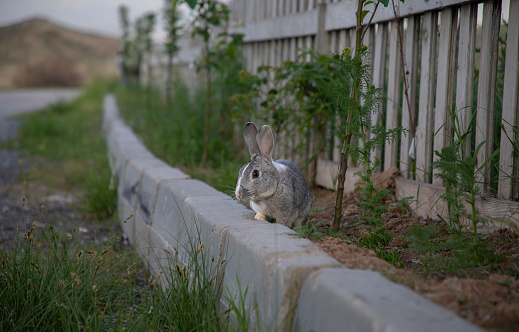 A rabbit is walking by the roadside