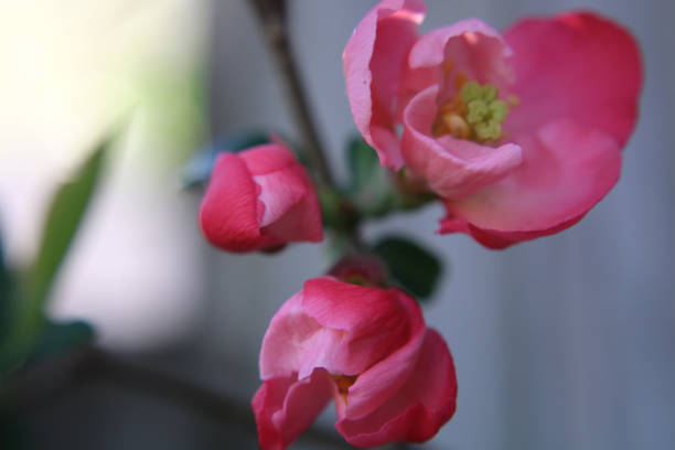 Closeup of Flowering Quince - pink - with water droplets after a rain