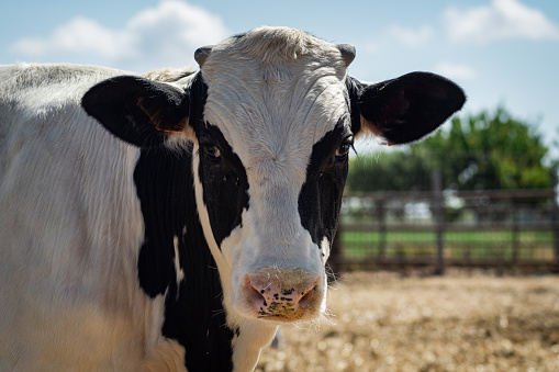 Close-up of a dairy cow with white skin and black spots outdoors on a farm in a rural environment.