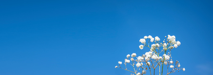 Beautiful spiraea shrub with white blossom against blue sky, closeup