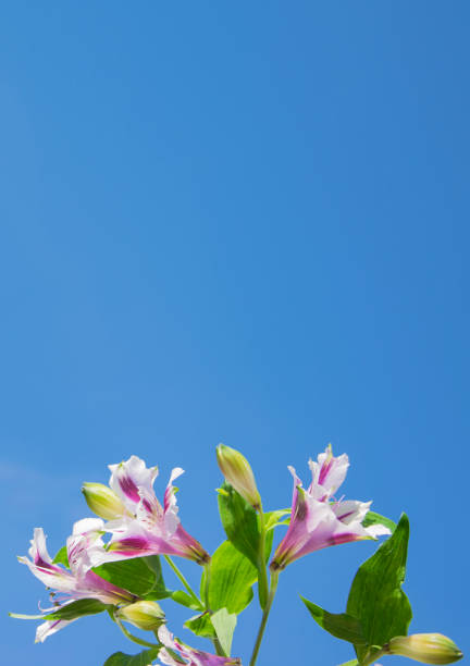 istock Gentle Alstroemeria flowers, against a blue sky, copyspace on the for your text. 1494351230