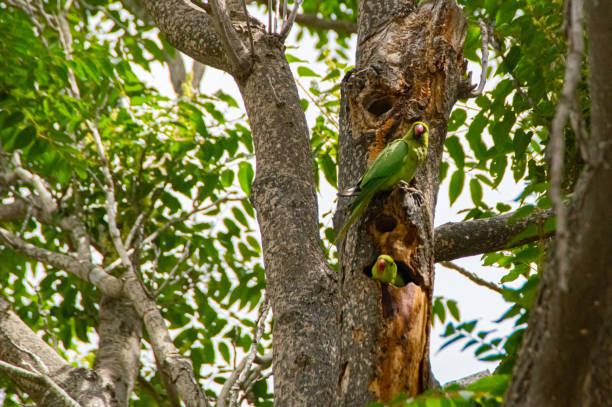 two green parrots on a tree, Jerusalem, Israel