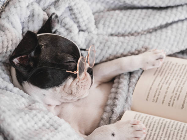istock Cute puppy, glasses and old book. Close-up 1494351446