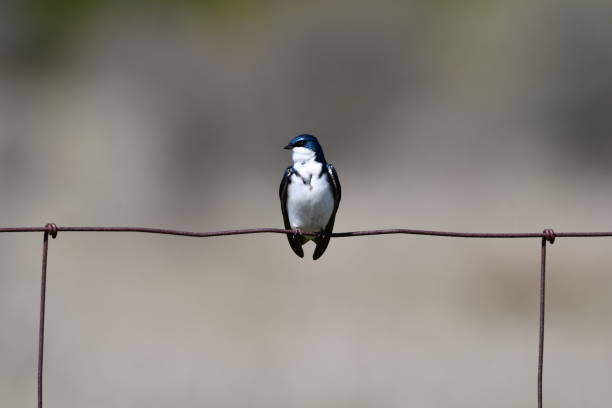 istock Tree Swallow on a wire fence 1494353275