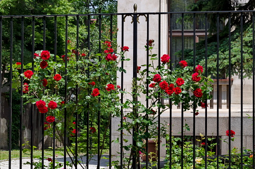 Blooming high rose bush with red flowers in garden, Sofia, Bulgaria