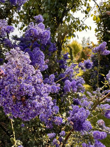 istock Blue Ceanothus blooming in the garden. 1494354352