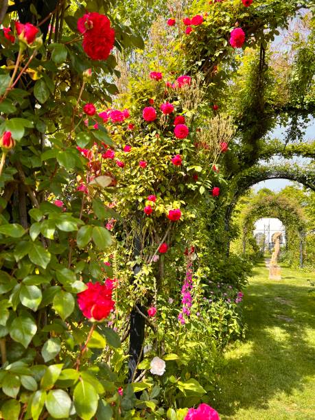 istock Beautiful rose climber around a garden arch. 1494354552