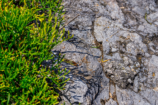 Rocky cliff with plants