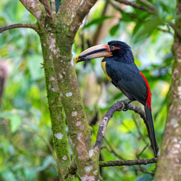 istock Pale billed Aracari, Mindo Cloud Forest, Ecuador 1494356646