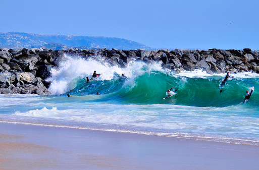 Body boarders duck under a powerful, blue green wave as it breaks near shore at the Wedge