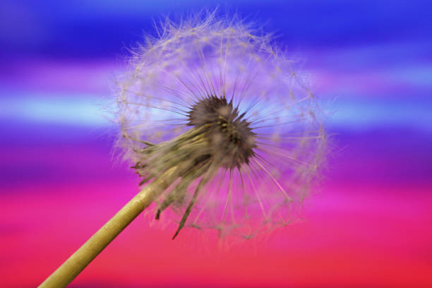 Dandelion dispersing seed
