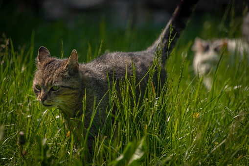 Tabby curved mouth male cat in green spring fresh grass with shining eyes