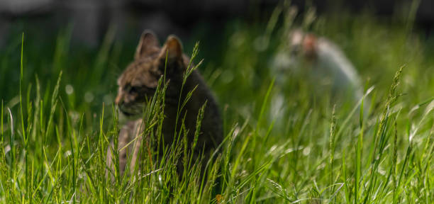 istock Tabby curved mouth male cat in green spring grass with shining eyes 1494360571