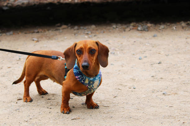 istock The dachshund, also called sausage dog 1494360930